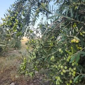 Home 17 olive tree