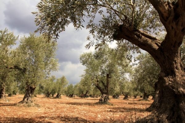 olive trees