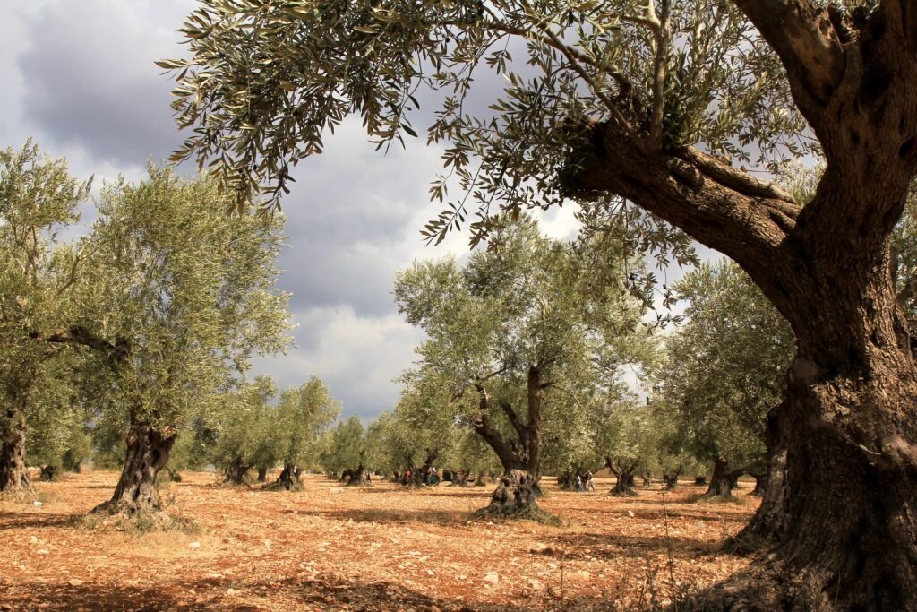 olive trees
