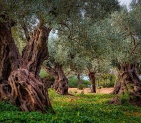Home 11 olive photo istockphoto 10