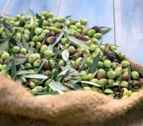 Home 13 olive photo istockphoto 2