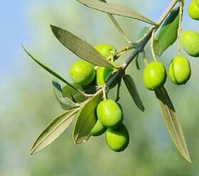 Home 15 olive photo istockphoto 3