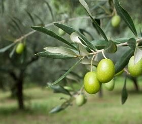 Home 9 olive photo istockphoto 9