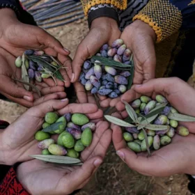 Home 12 olives 4 hands
